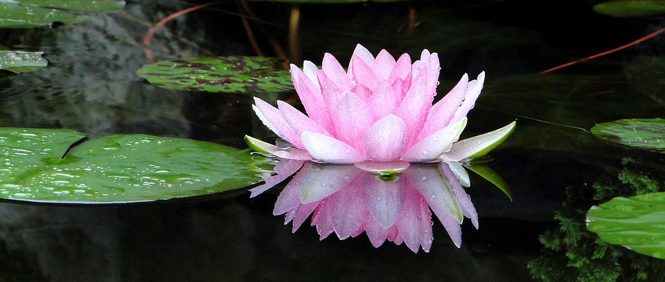 Lotusblume
